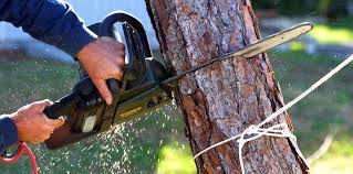 Professional Tree Care in Totowa, NJ