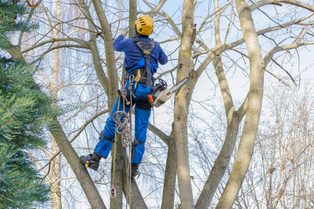 Seasonal Cleanup (Spring/Fall) in Totowa, NJ